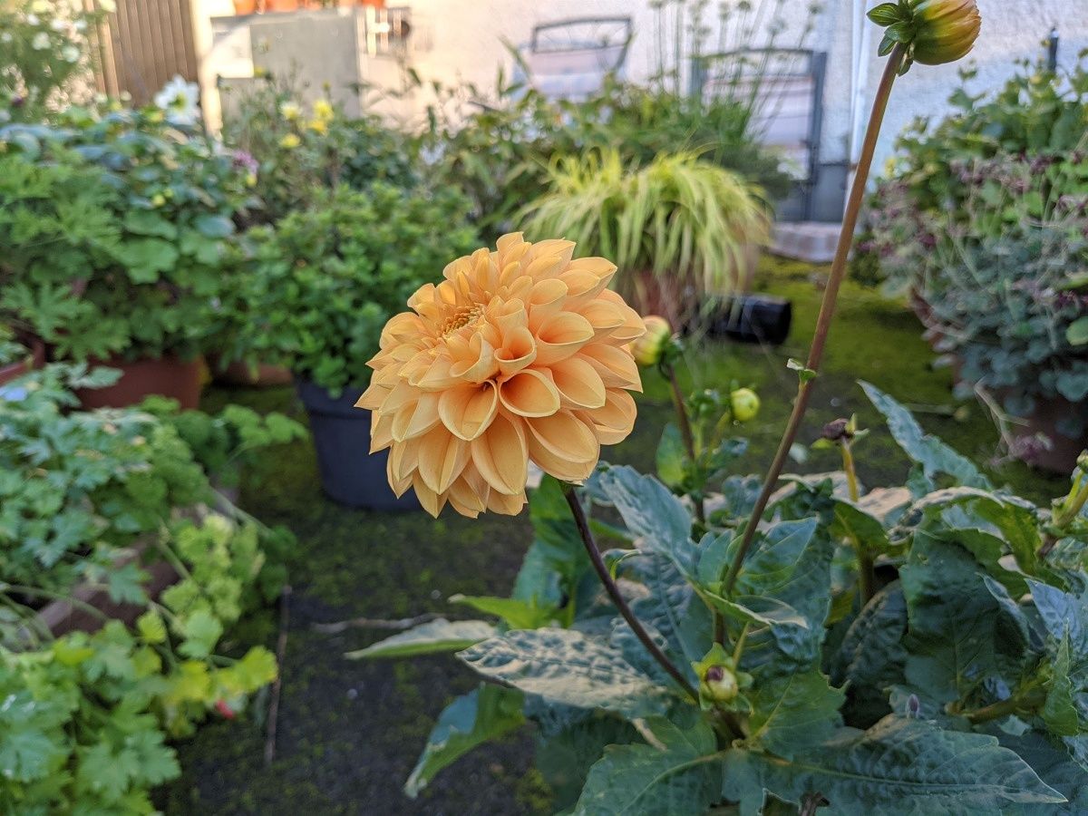 Pixel 5 yellow flower