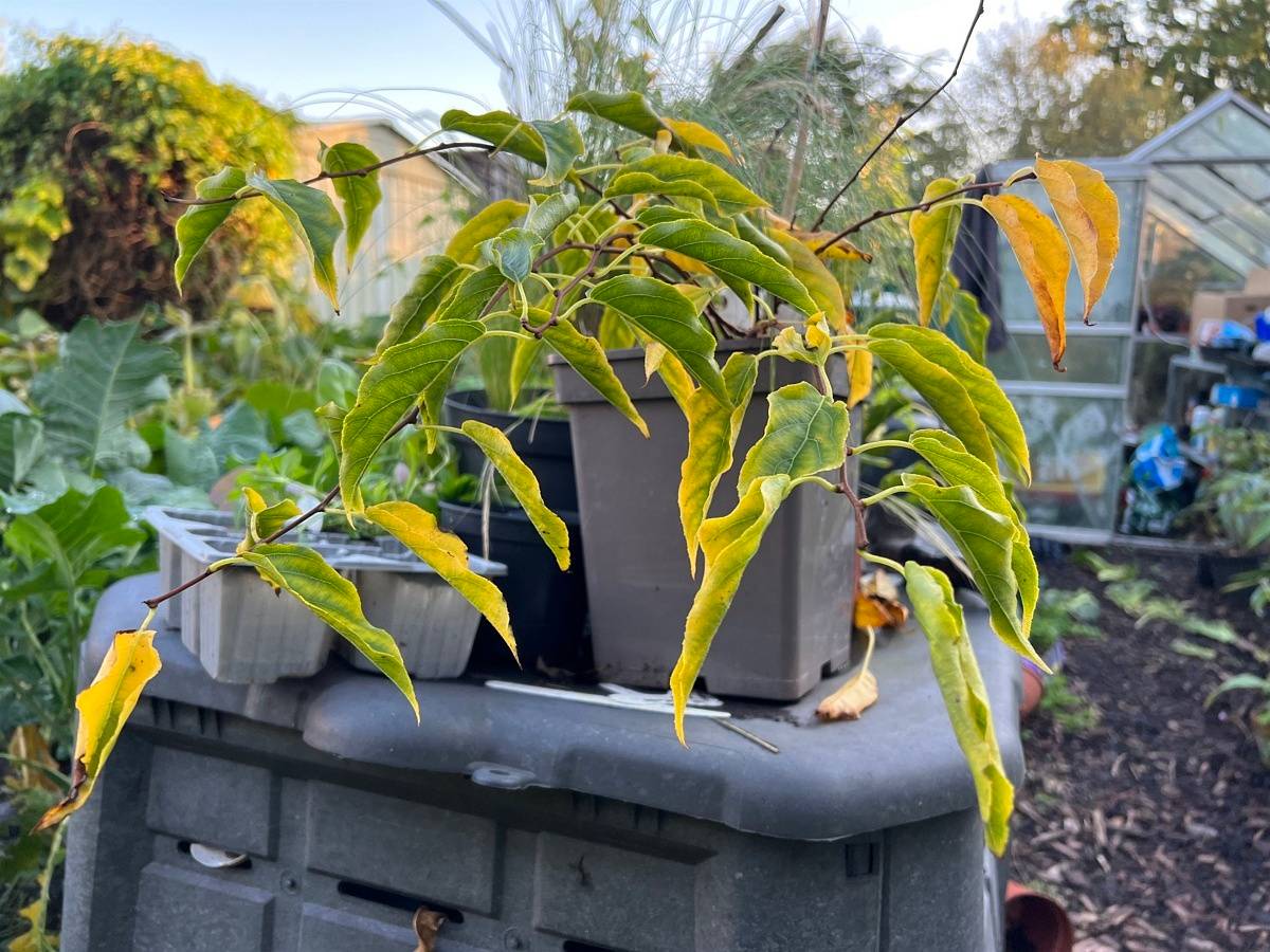 iPhone 13 pro plants
