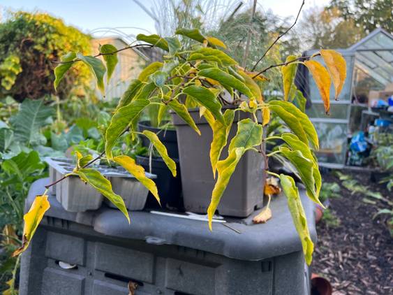 iPhone 13 pro plants