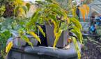 iPhone 13 pro plants