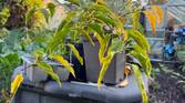 iPhone 13 pro plants