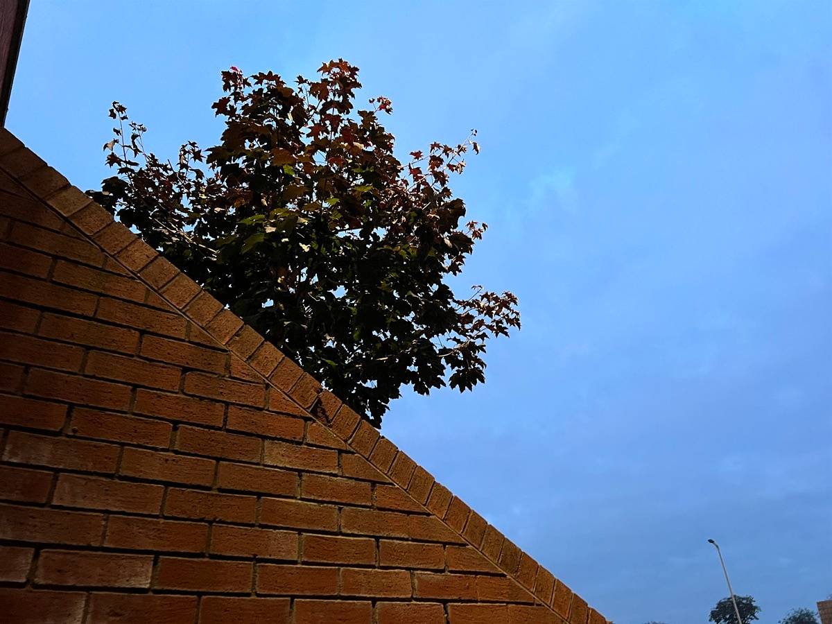 iPhone 13 Pro tree and stairs