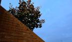 iPhone 13 Pro tree and stairs