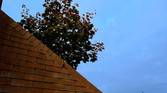 iPhone 13 Pro tree and stairs