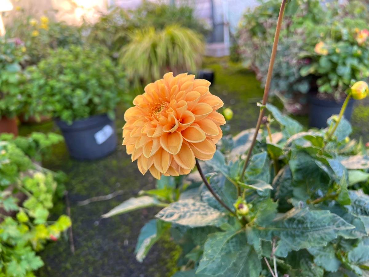 iPhone 13 pro yellow flower