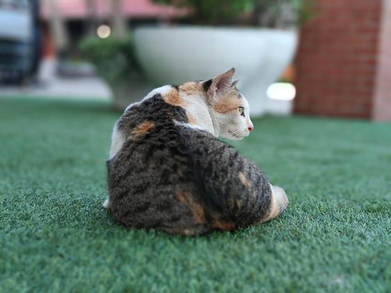 X70 Pro Plus default portrait focal length (2x)