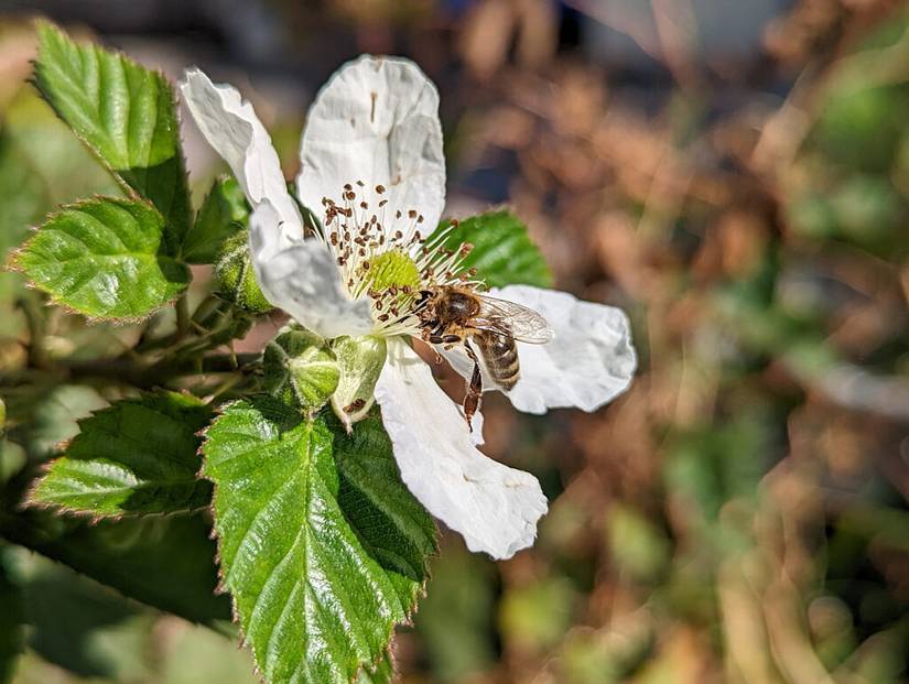 Pixel 6 shot