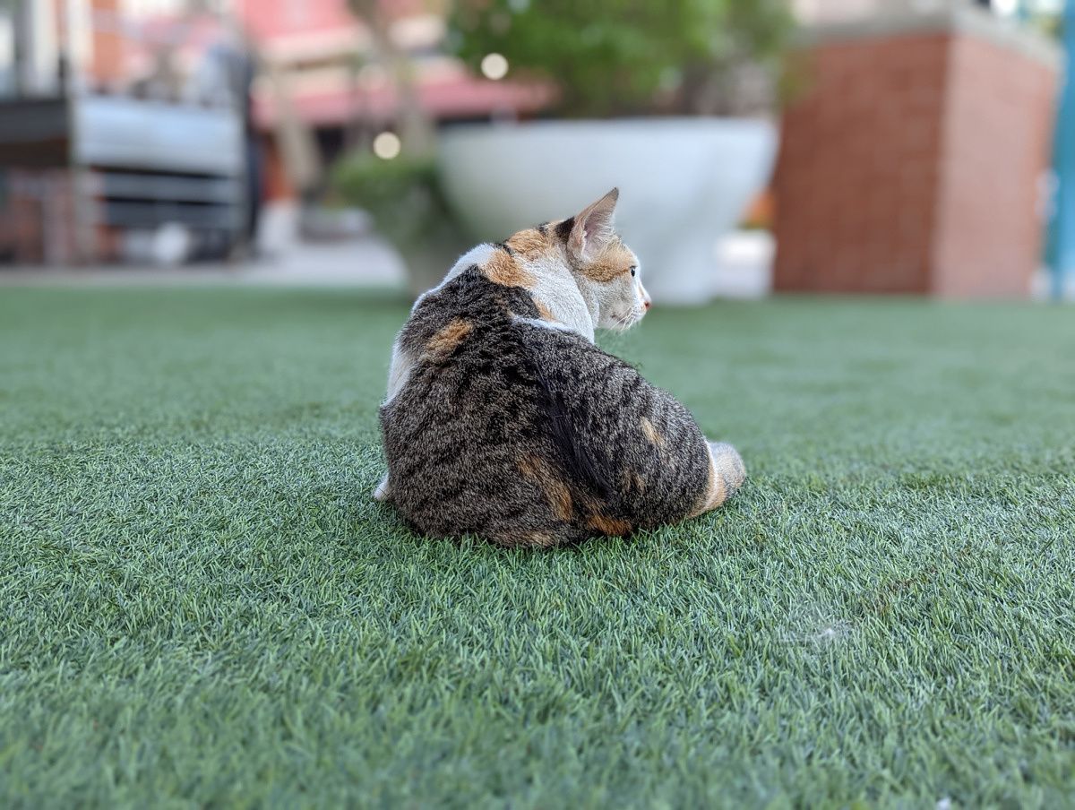 Pixel 6 Pro default portrait focal length (roughly 1.2x digital zoom)