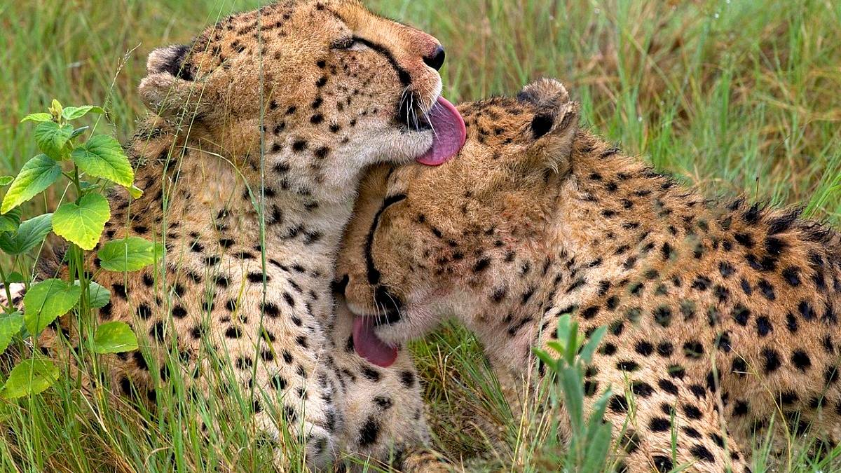 Photo of two Cheetahs