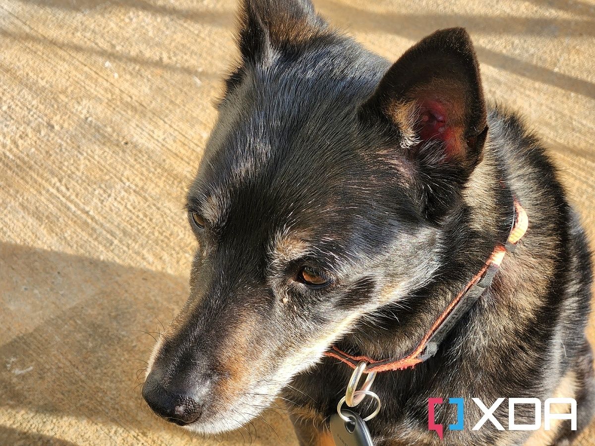 Photo of my dog with no blur effect