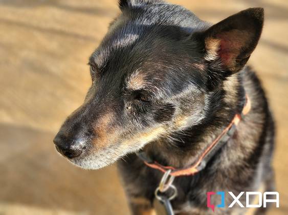 Photo of my dog with a blur effect