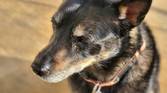 Photo of my dog with a blur effect