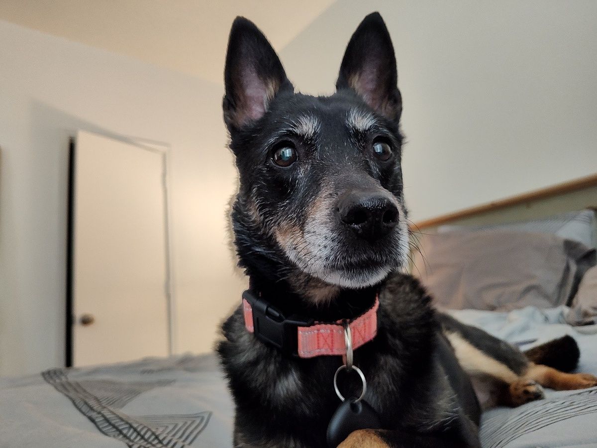 Photo of my dog