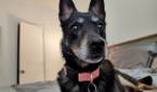 Photo of my dog