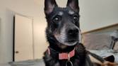 Photo of my dog