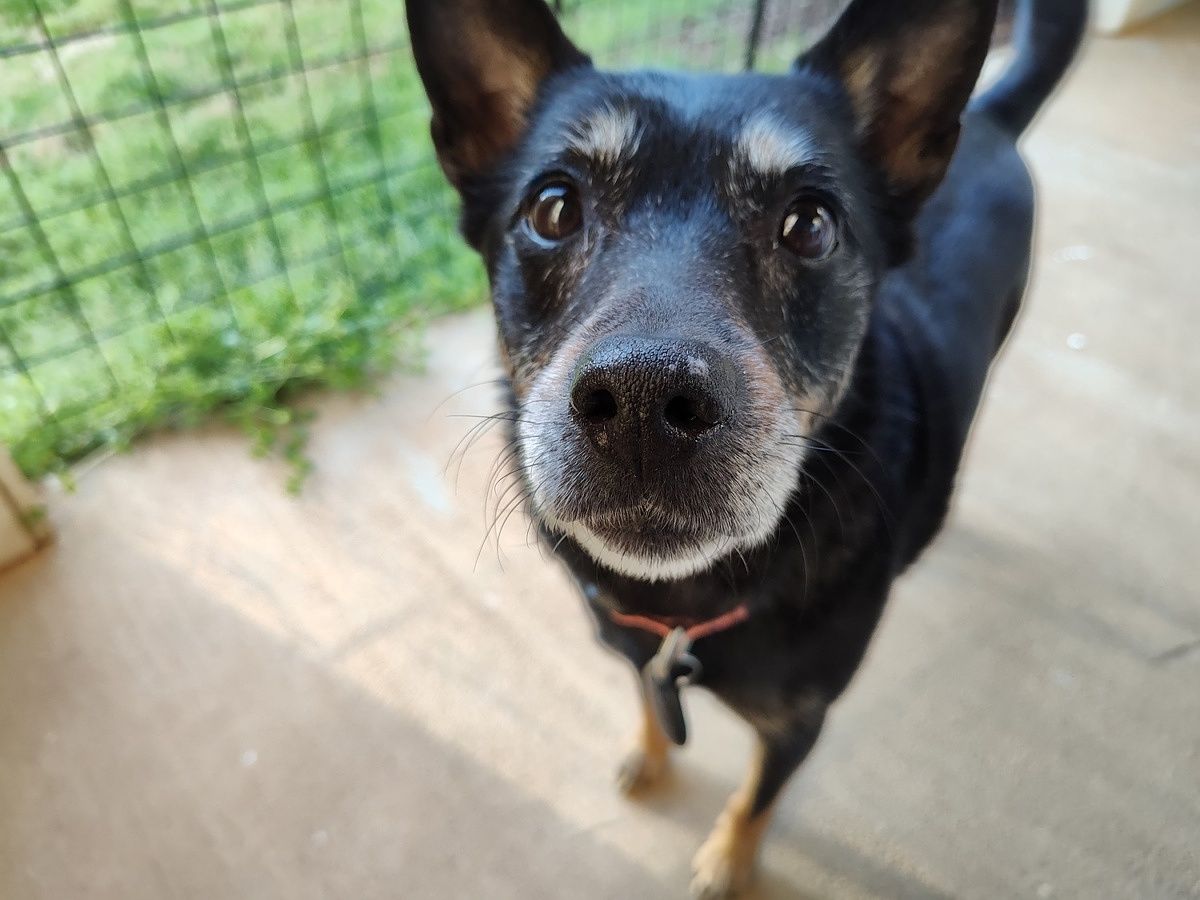 Photo of my dog