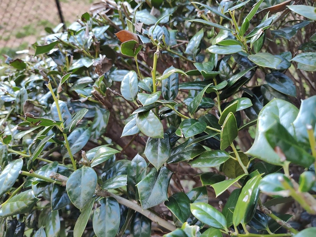 Photo of leaves on a bush