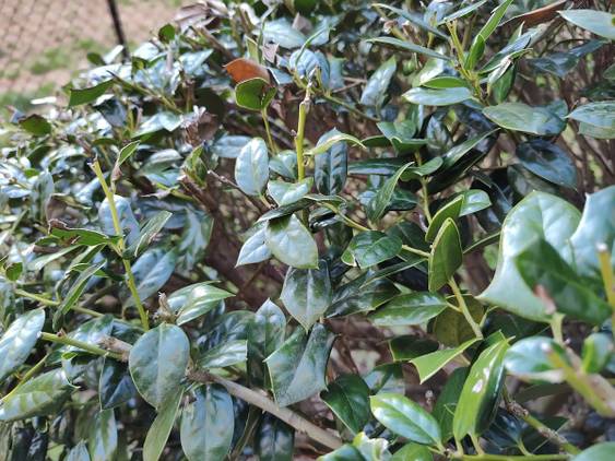 Photo of leaves on a bush