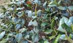 Photo of leaves on a bush