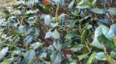 Photo of leaves on a bush