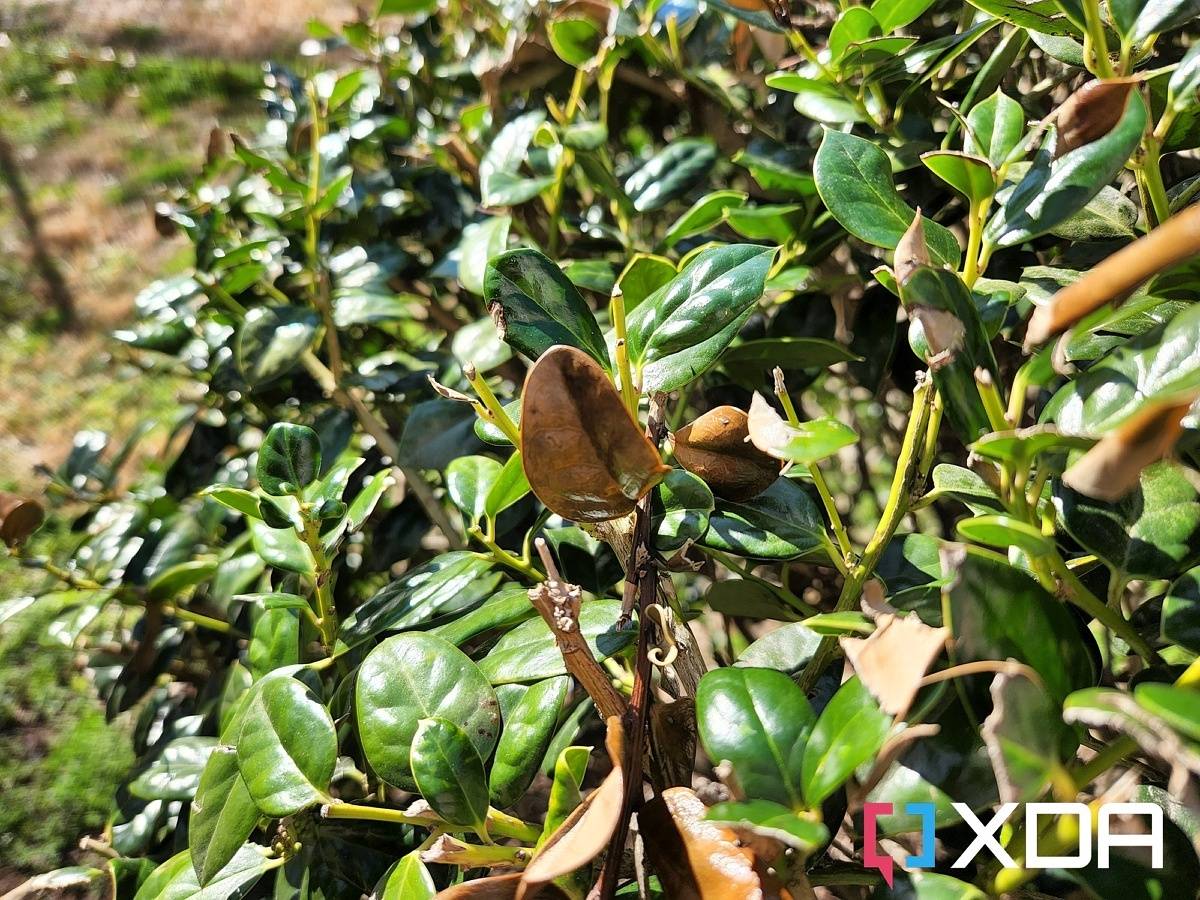 Photo of a bush with leaves