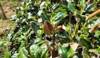 Photo of a bush with leaves