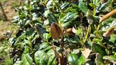 Photo of a bush with leaves
