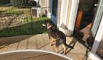 Photo of my dog