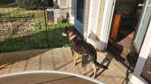 Photo of my dog