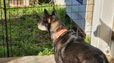 Photo of my dog