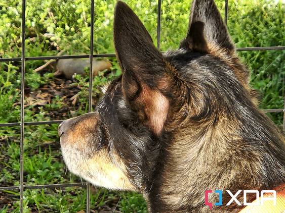 Photo of my dog