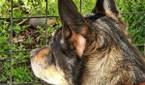 Photo of my dog