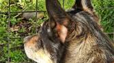 Photo of my dog