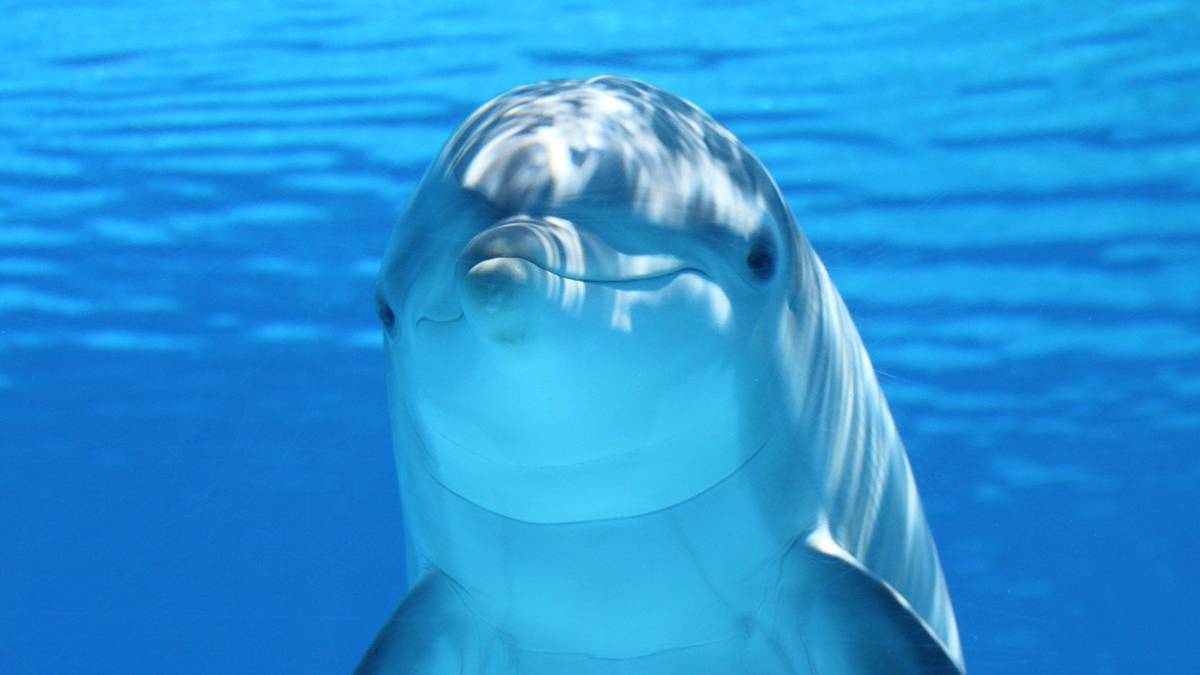 Android Studio Dolphin Beta featured