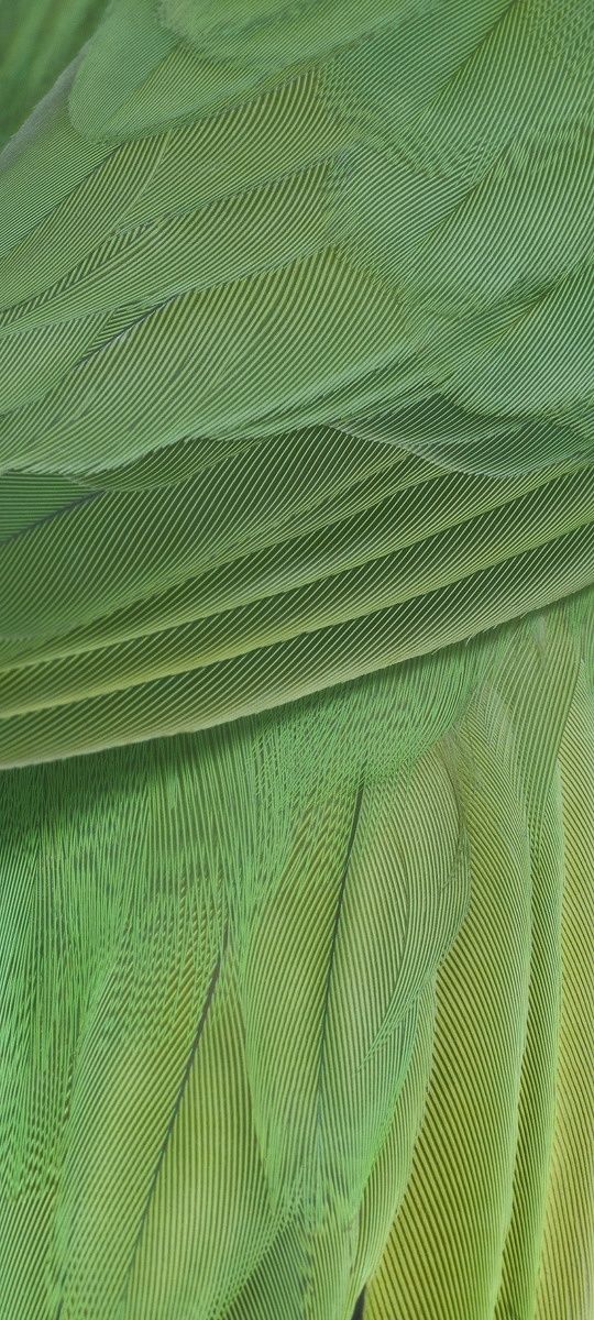 Google Pixel 7 wallpaper.