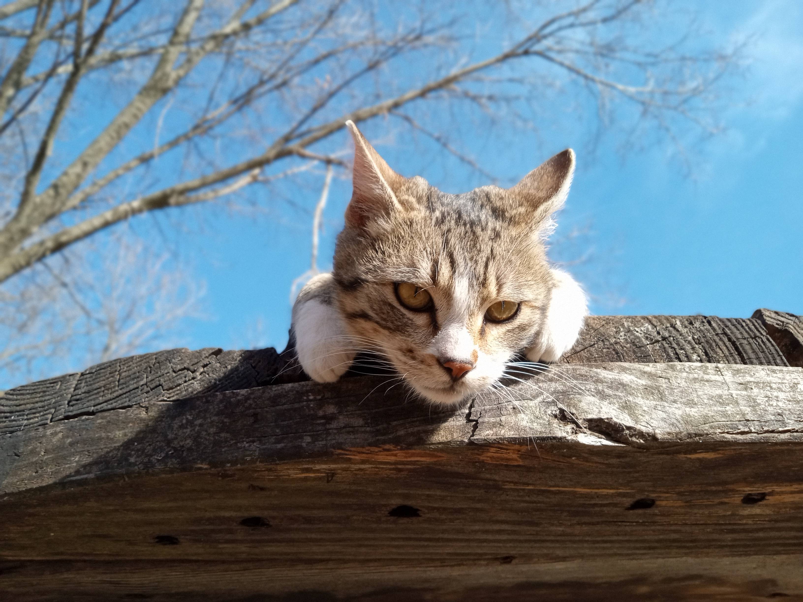 Motorola Moto G Play photo sample - 14
