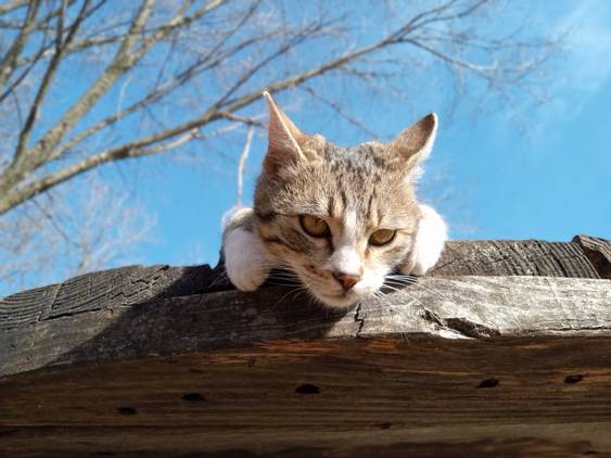Motorola Moto G Play photo sample - 14