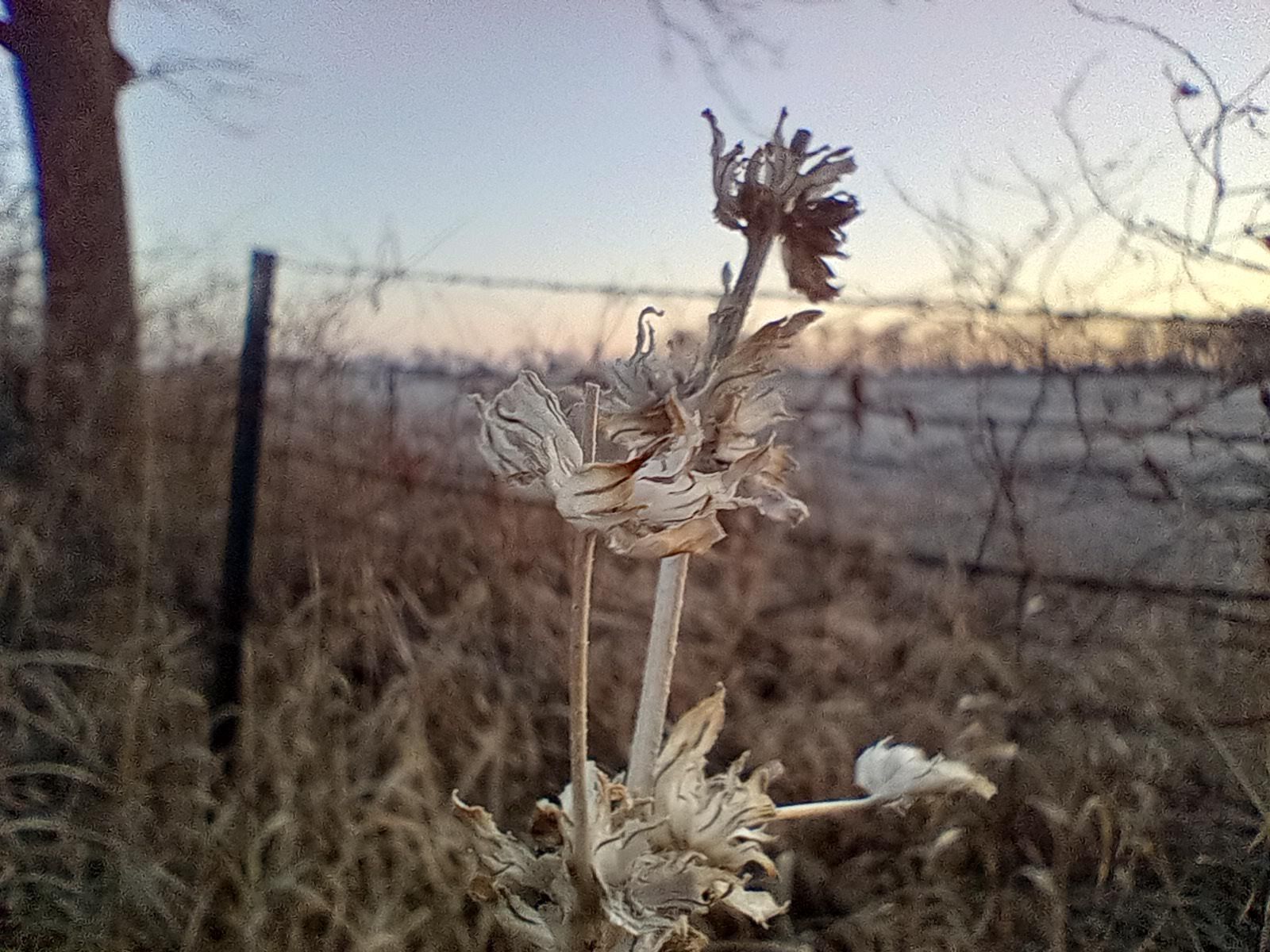 Motorola Moto G Play photo sample - 18