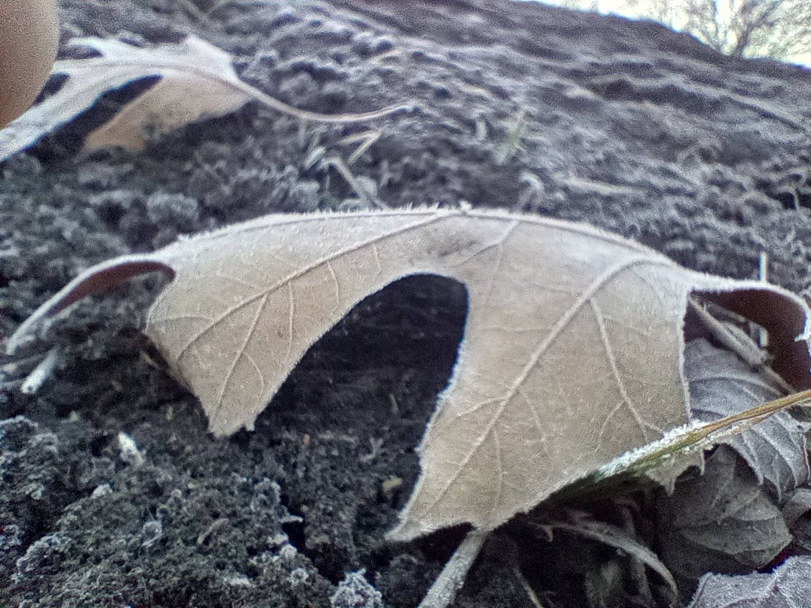 Motorola Moto G Play photo sample - 20