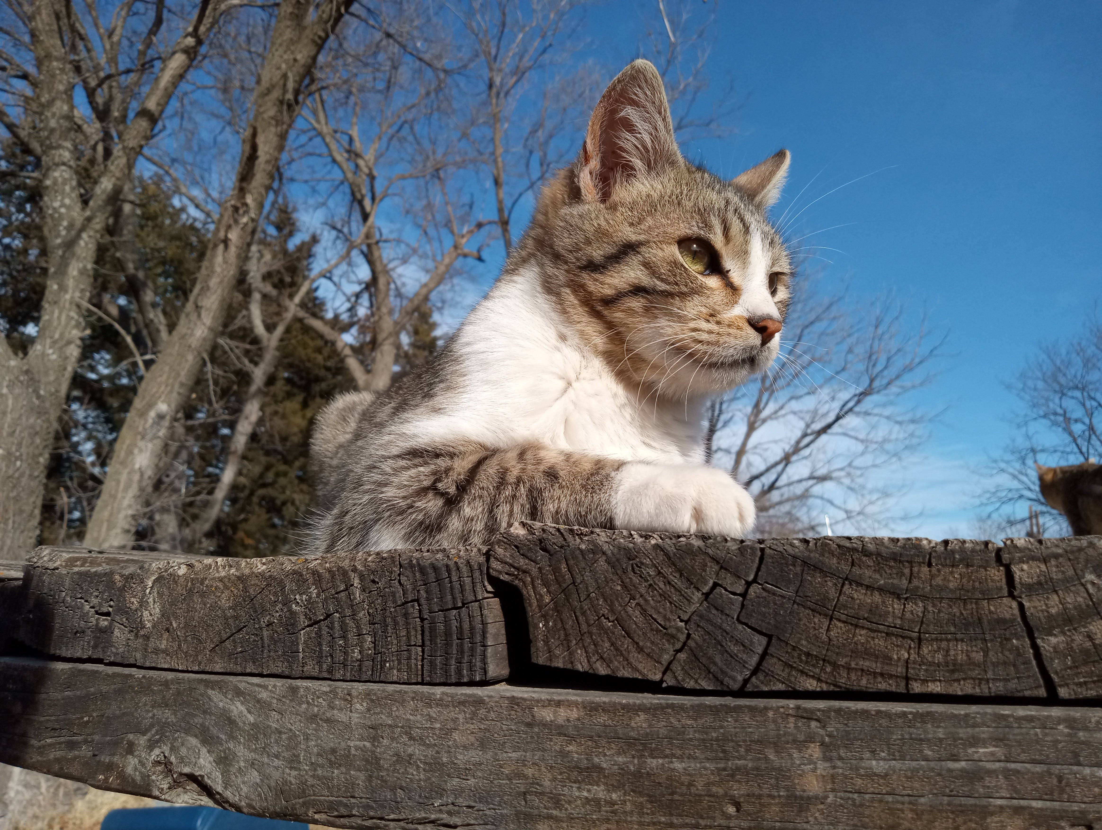 Motorola Moto G Play photo sample - 3