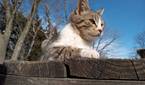 Motorola Moto G Play photo sample - 3