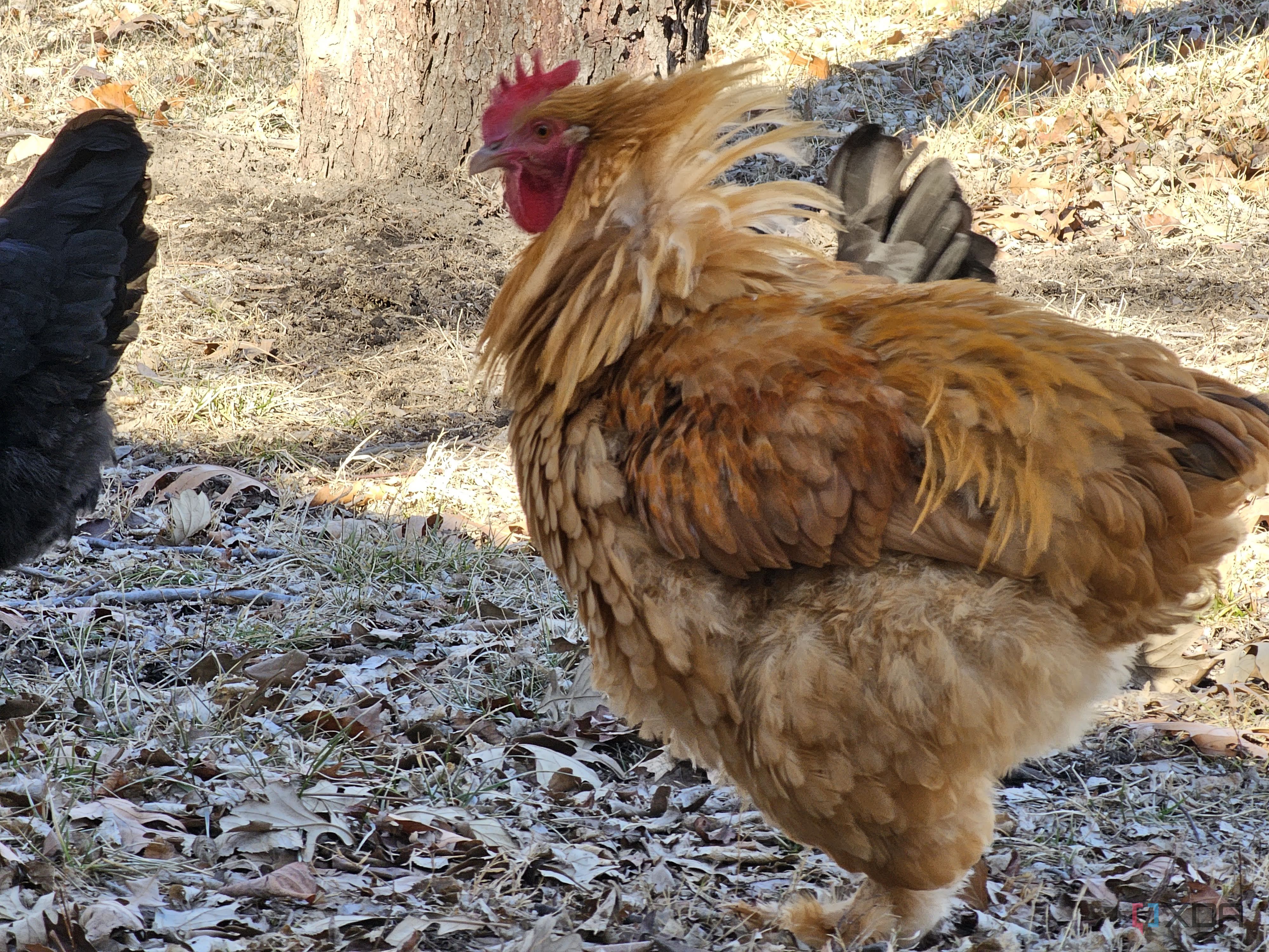 Samsung Galaxy S23 Ultra camera sample - 013 (1)