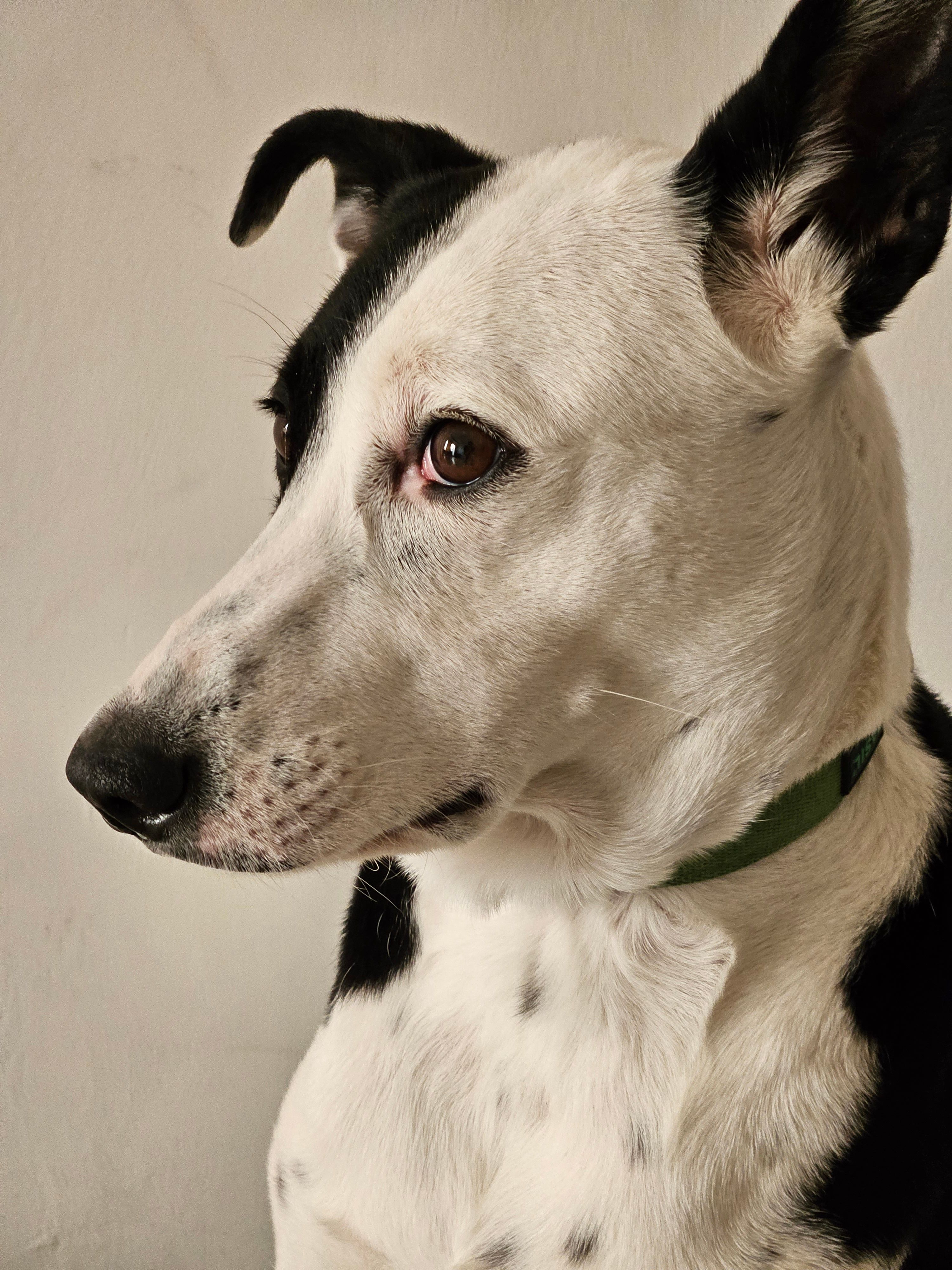 A portrait shot of a dog captured using the Galaxy S23.