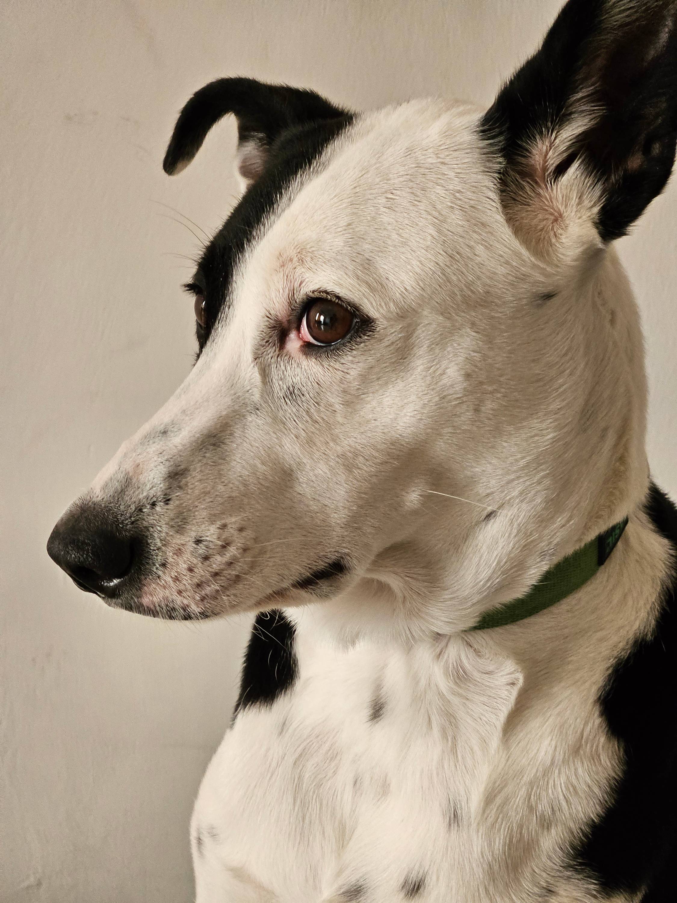 A portrait shot of a dog captured using the Galaxy S23.