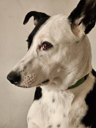 A portrait shot of a dog captured using the Galaxy S23.
