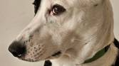 A portrait shot of a dog captured using the Galaxy S23.