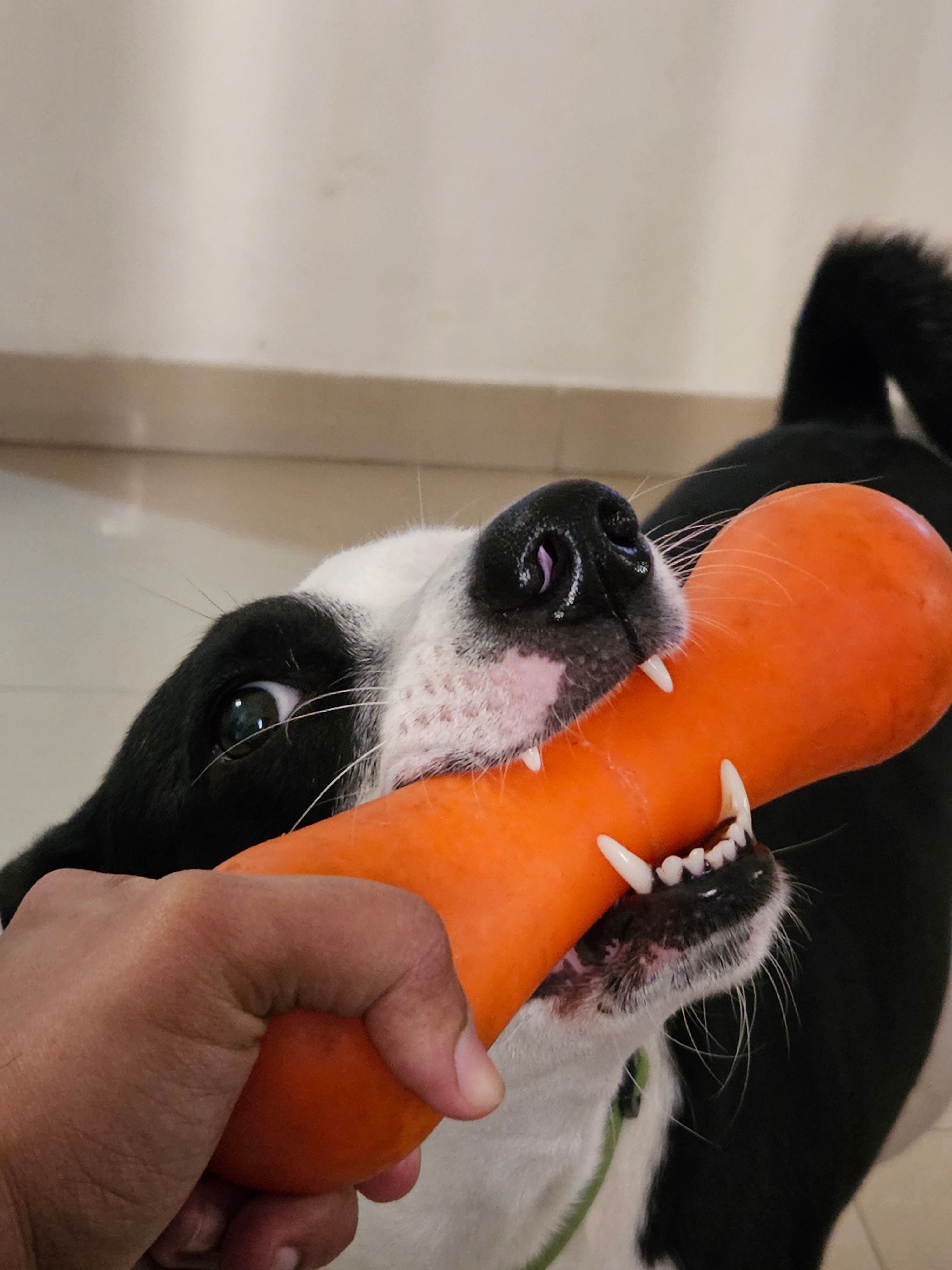 A portrait shot of a dog bitting its toy captured using the Galaxy S23.
