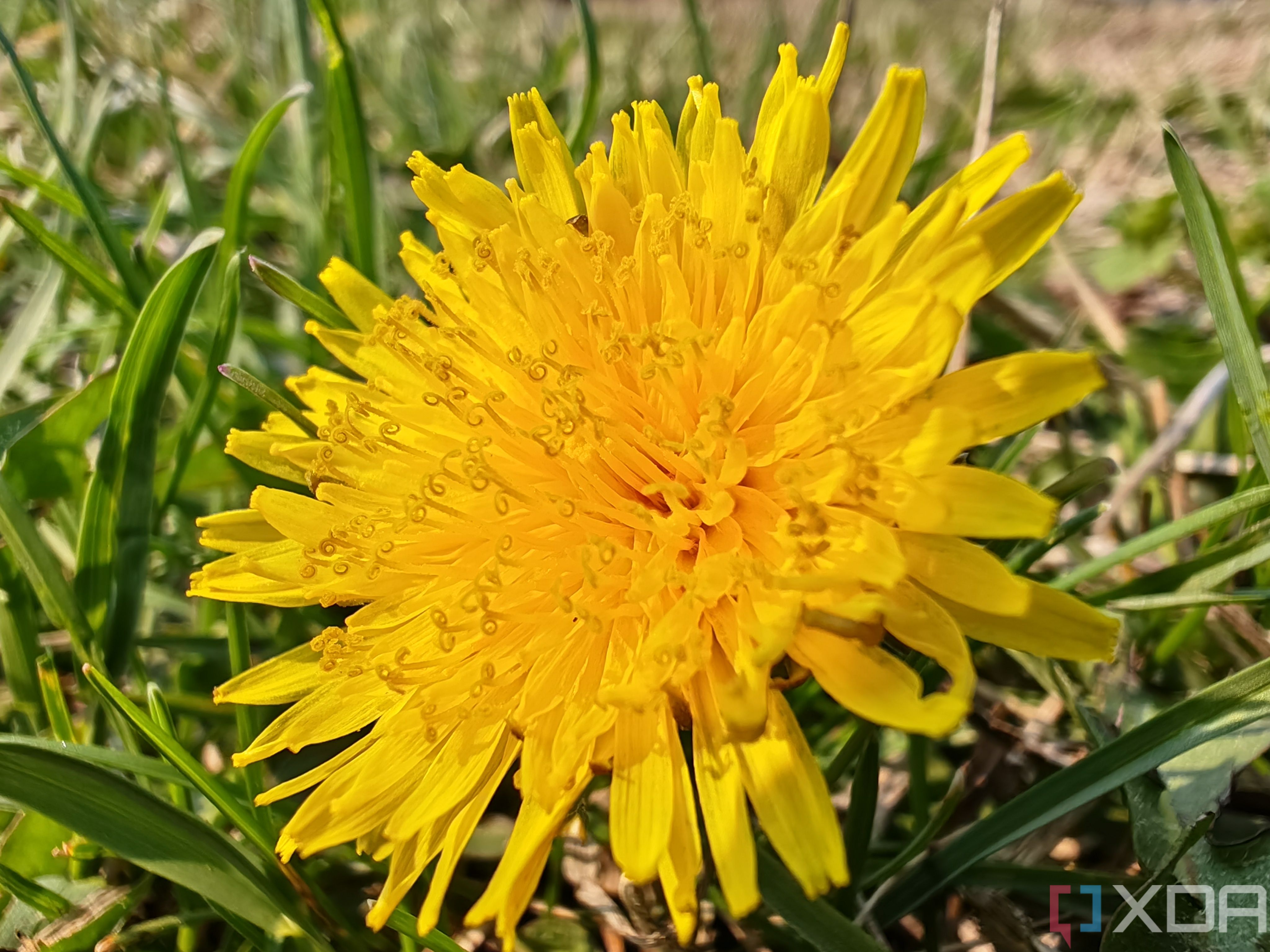 Super macro photo at 1x zoom of a dandelion