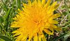 Super macro photo at 1x zoom of a dandelion