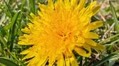 Super macro photo at 1x zoom of a dandelion